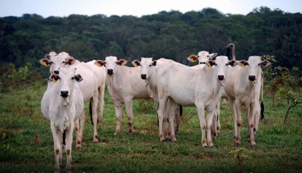 aftosa na região norte