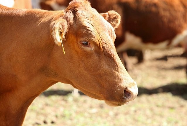 abate de vacas