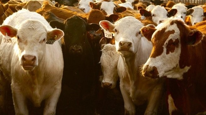produção de carne bovina