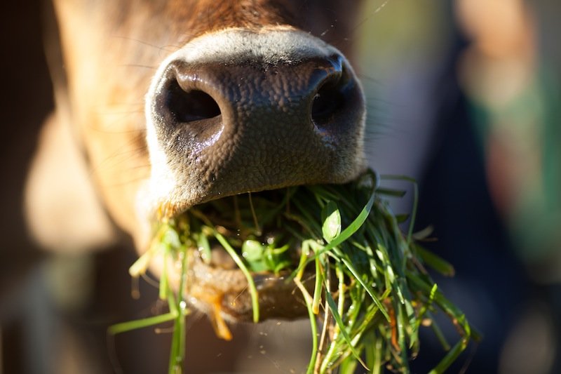 produção animal sustentável