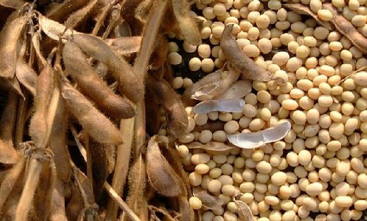 preços da soja