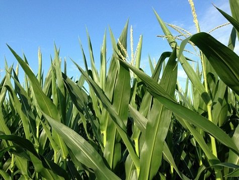 concentração da agricultura
