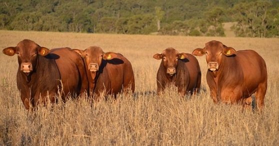 carne bovina australiana