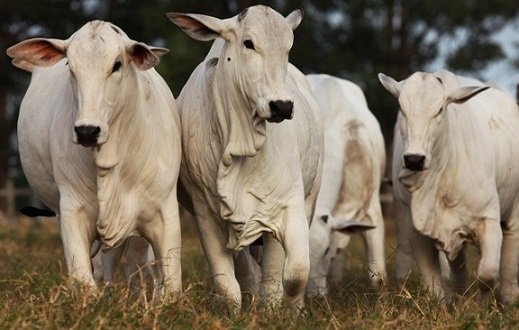custo dos insumos agropecuários