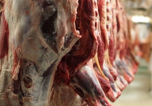 produção de carne bovina