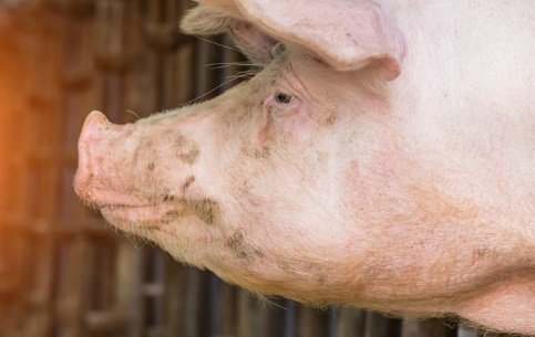 crise na produção de suínos