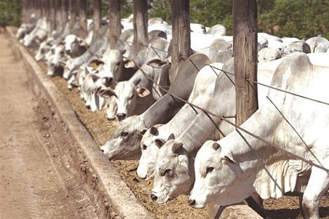 custo de produção de proteína animal