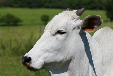 ágio do boi em relação a vaca