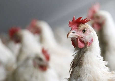 produção de carne de frango