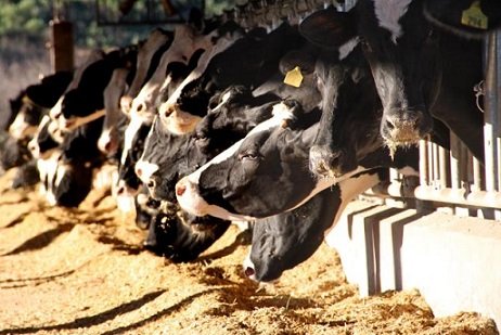 quanto vale o dejeto de vacas