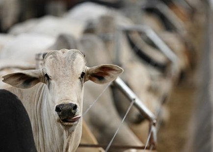 defesa sanitária animal