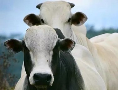 preço das commodities agrícolas