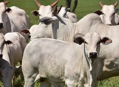 preços corrigidos da arroba do bezerro