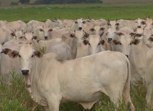 comércio de carne bovina