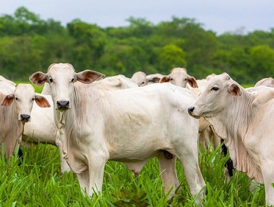 poder de compra do pecuarista em abril