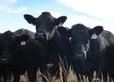 produção de carne