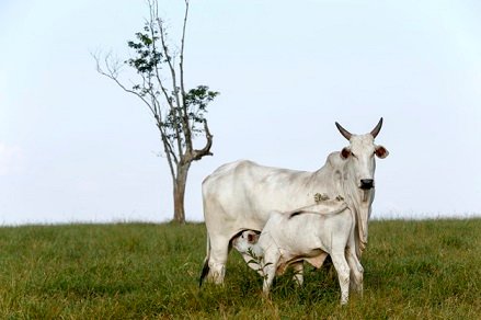 preço da arroba do bezerro