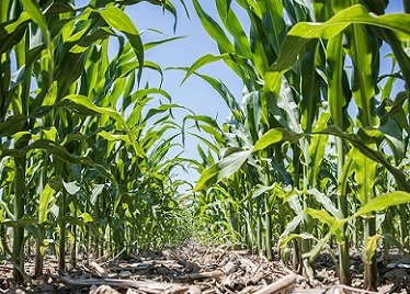 PIB do agronegócio