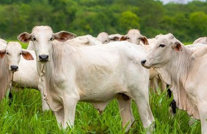 preços corrigidos do boi gordo em outubro