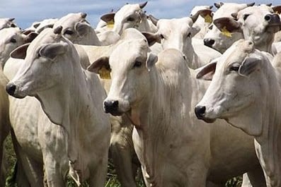 queda no abate de vacas
