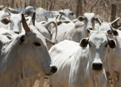 maiores rebanhos e produtores de carne bovina