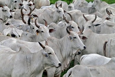 maiores produtores de carne bovina