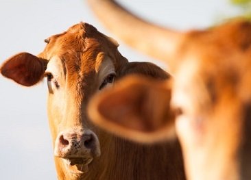 produção mundial de carne bovina