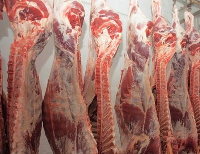 exportação de carne bovina