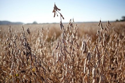 commodities agrícolas