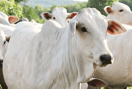 abate de vacas