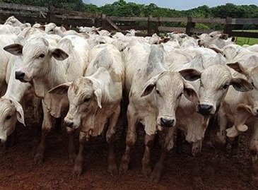 taxa de abate de bovinos