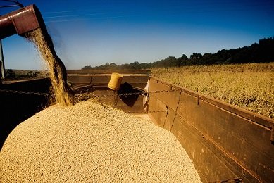 exportação de soja em grão