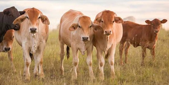 produção mundial de carne bovina