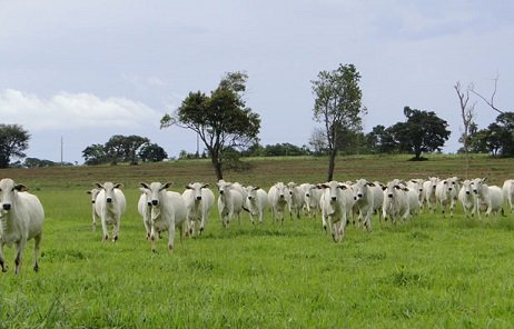 troca de bezerros por boi