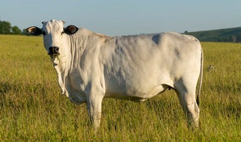 taxa de abate de vacas