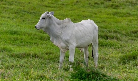preço médio do bezerro