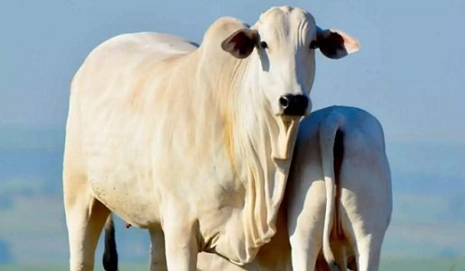 abate de vacas