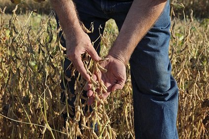 soja em dólares