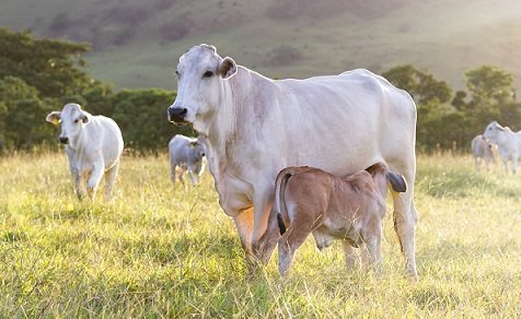 taxa de abate de vacas