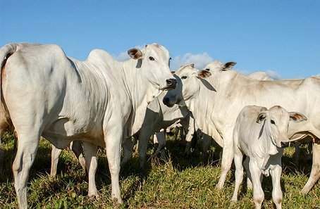 abate de vacas no Brasil