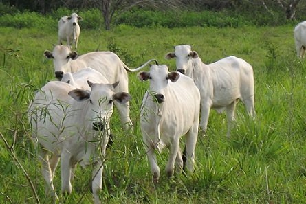 ágio do bezerro