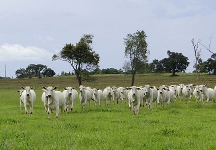 variação do preço do boi