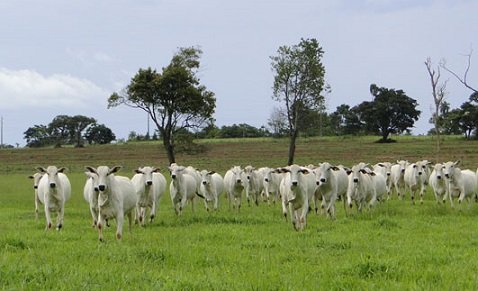 preço futuro do boi