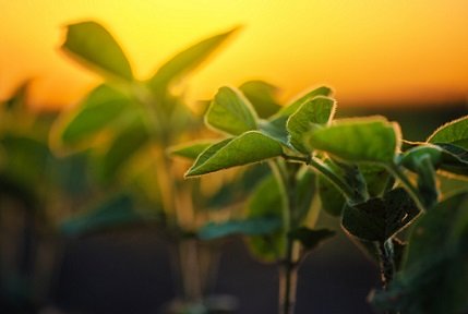 preço futuro da soja
