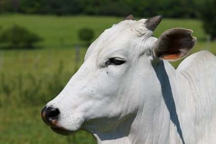 taxa de abate de vacas