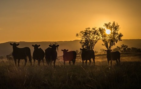 consumo mundial de carne bovina