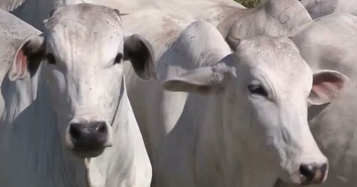 taxa de abate de vacas