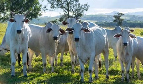 abate de vacas