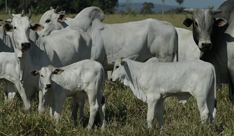 arrobas de boi gordo