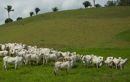 preço do boi gordo em dólares